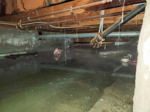  Loyola, CA Water damage restoration Pros