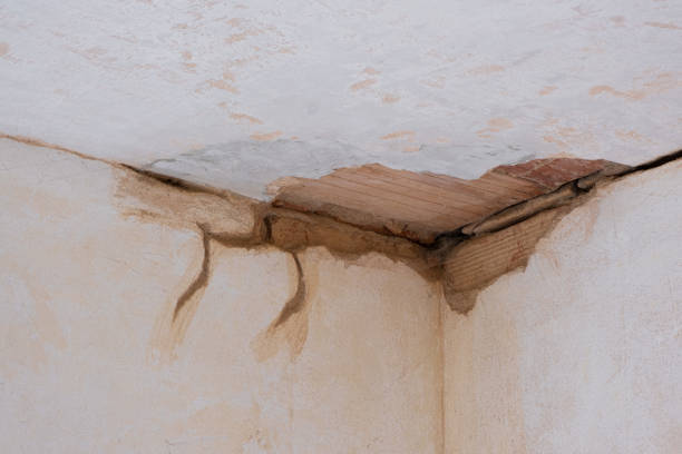 Best Professional water damage repair  in Loyola, CA